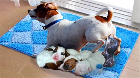Newborn Puppies: Adorable Blessings from a Proud Mama Dog - A Heartwarming Story of Motherhood and Puppy Love